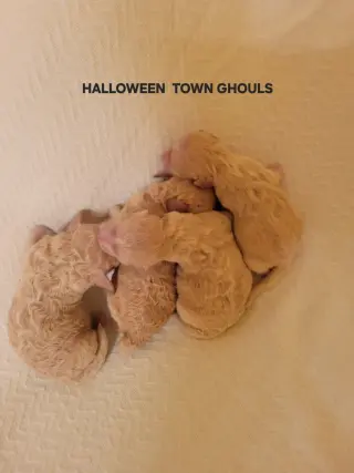 Halloween Town Ghouls: Pumpkin