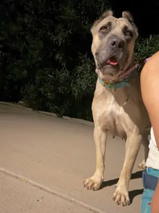 Zuri
