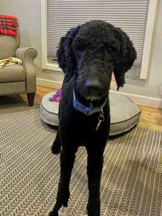 Milo