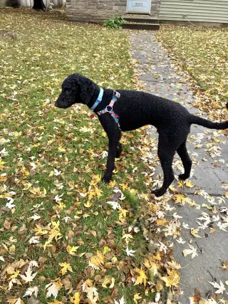 Milo