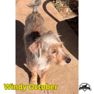 Windy October