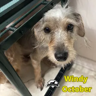 Windy October