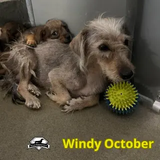 Windy October