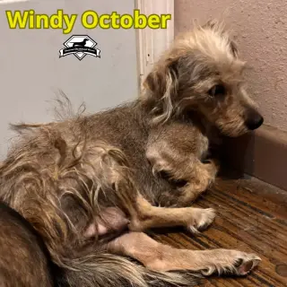 Windy October