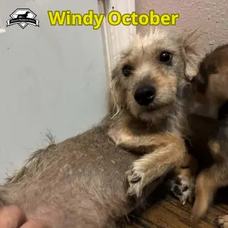 Windy October
