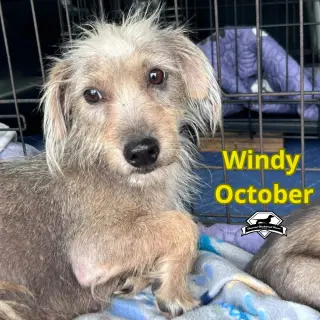 Windy October