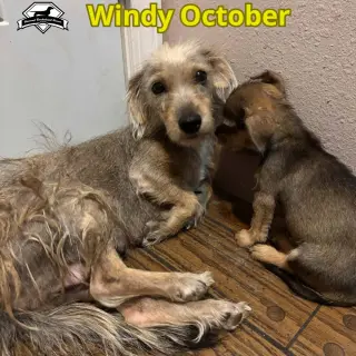 Windy October