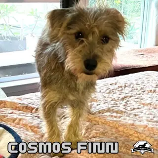 Cosmos Finn