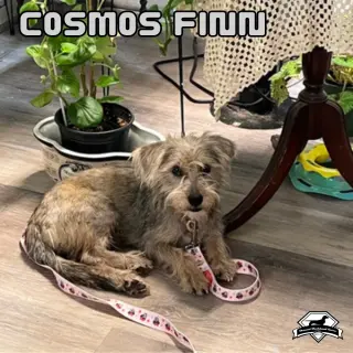 Cosmos Finn