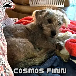 Cosmos Finn