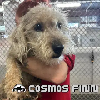 Cosmos Finn