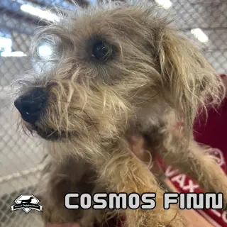 Cosmos Finn