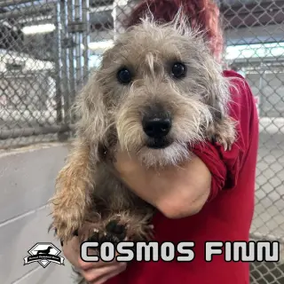 Cosmos Finn