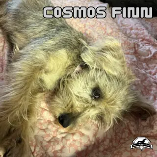 Cosmos Finn