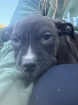 Odin