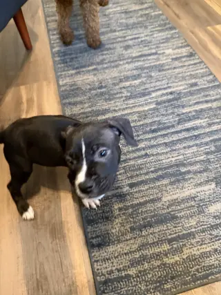 Otis
