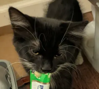 Gus