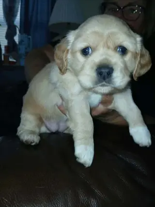 CockaChi Bs : Bailey