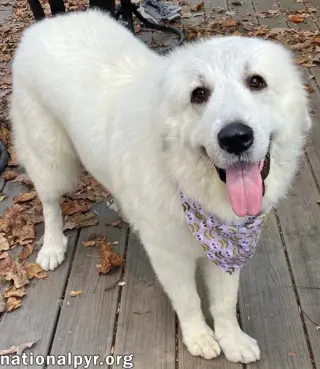 Opal in NC - Loves Snuggles On The Sofa!