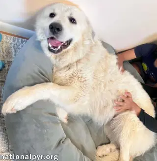Opal in NC - Loves Snuggles On The Sofa!