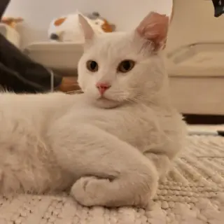 Nandi
