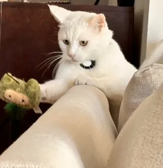 Nandi
