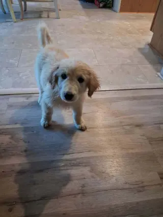 Colton