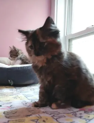 Gypsie