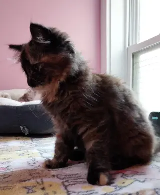 Gypsie