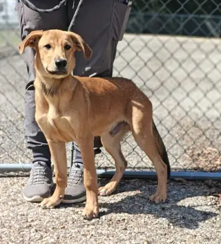 Archie