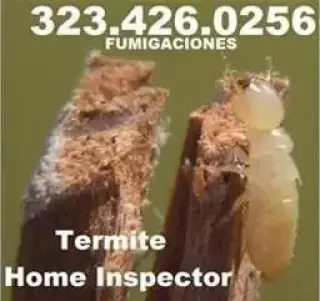 Termitas-Subterraneas-Drywood