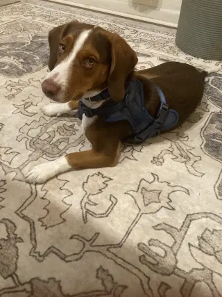 Banjo J