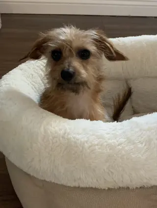 Rudy