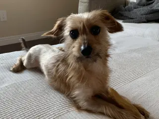 Rudy