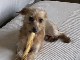 Rudy