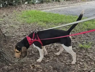 Sketch