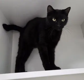 Little Bear