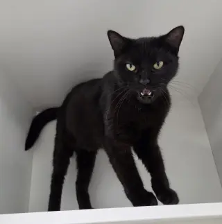 Little Bear