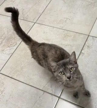 Dart