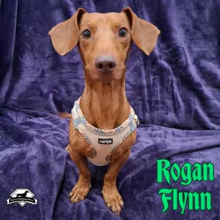 Rogan Flynn
