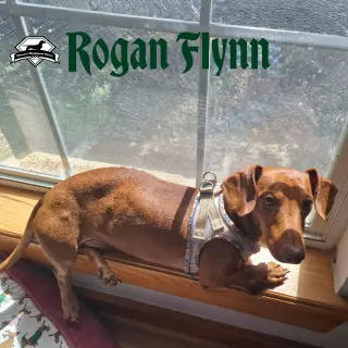 Rogan Flynn