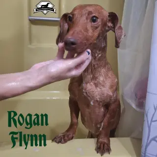 Rogan Flynn