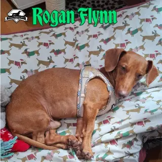 Rogan Flynn