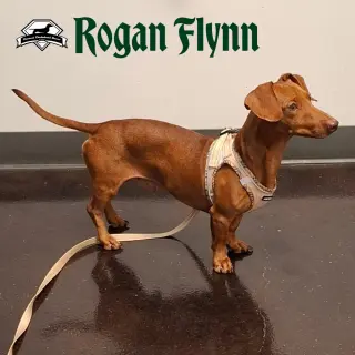 Rogan Flynn