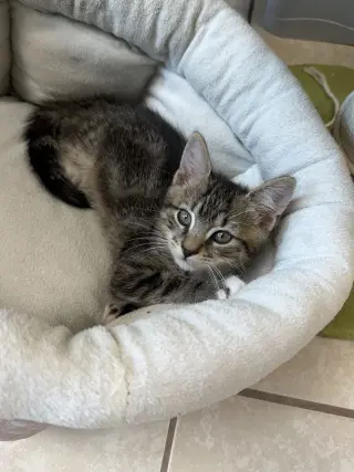 Popov