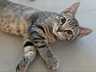 Mouse