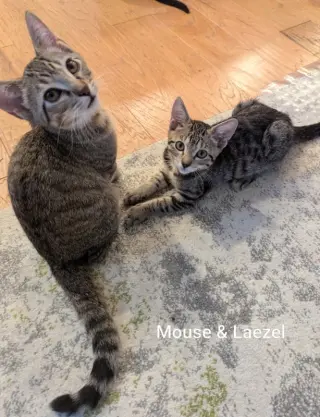 Mouse