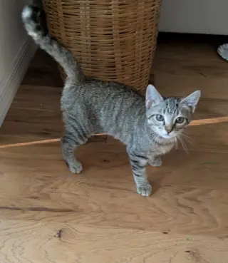 Mouse