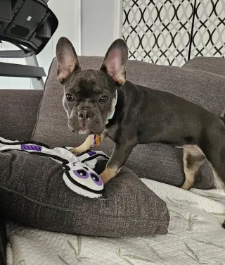 Stella Mae
