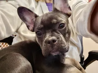 Stella Mae